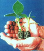 Plant care