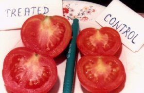 Tomatoes treated with GROWMORE show fleshier mesocarp and lesser number of seeds