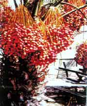Date palm laden with fruit - nourished by Shoot Up